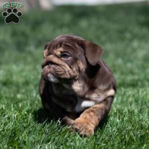 Chanel Cocoa, English Bulldog Puppy